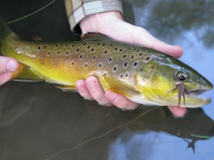 One of the prettiest browns I've brought to hand.