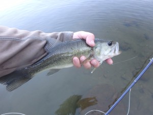 Devil's Lake is infested with  11"- 15" Largemouth.  That  explains why there are some dandy pikes in this lake.   40" class. 